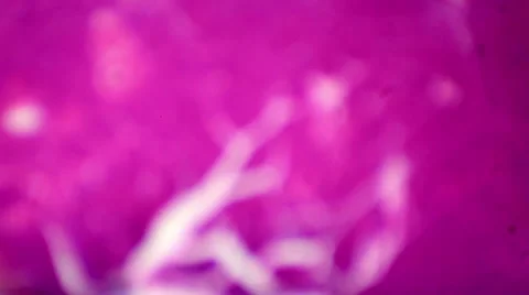 Ovary slice cats under the microscope (Ovary Cat Sec.), Ful HD Stock Footage 47113259