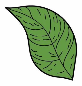 Ovate Leaf Vector Stock-Illustration