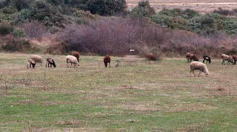 Ovce 1 Stock Footage 1817284