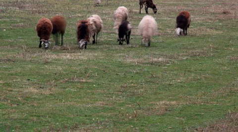 Ovce 2 Stock Footage 1808329