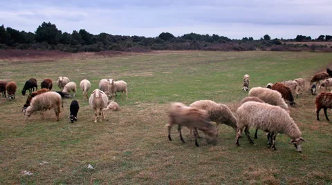 Ovce 3 Stock Footage 1808183