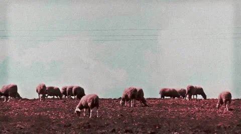 Ovejas Stock Footage 11241395