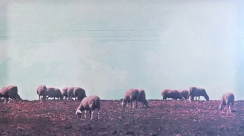 Ovejas luz Stock Footage 11241382