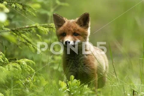 Ovely Red Fox cub Vulpes vulpes next to den in the grass in european spring f Stock Photos