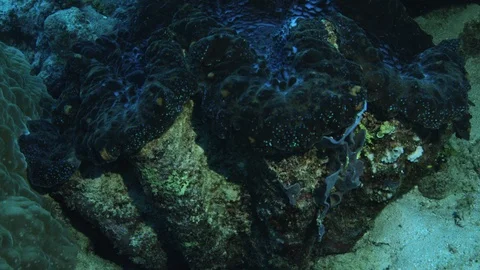 Over 1 metre, 400 pound Giant Clam on the Great Barrier Reef, Slow motion. Shot  Video stock 113190692