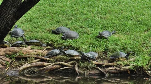 Over 2 dozen turtles near the water, under a Willow Tree Video stock 61386959
