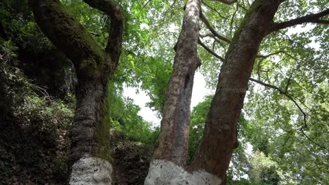 Over 2000 years old centenarian plane trees Stock Footage 346027851