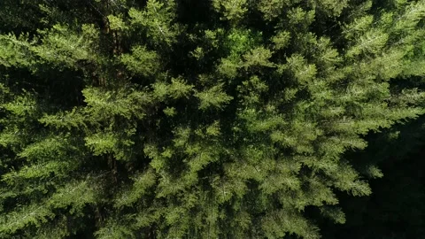 Over and inside the pine woods in Calabria, Italy Video stock 143730647