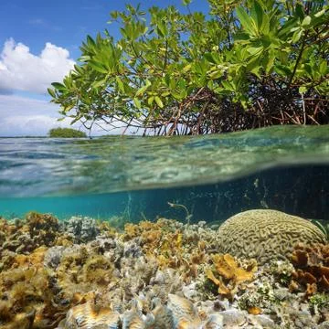Over and under sea surface near islet of mangrove Stock Photos