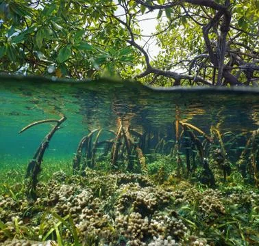 Over and under water surface in the mangrove Stock Photos