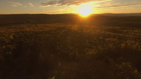 Over Aspen Trees in the fall Stock Footage 114791219