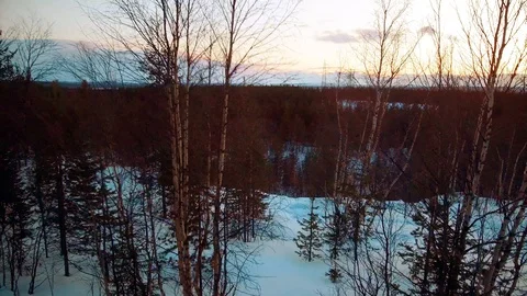 Over birches and pines Stock Footage 90744464