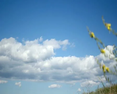 Over the bloomy field timelapse Stock Footage 11308650
