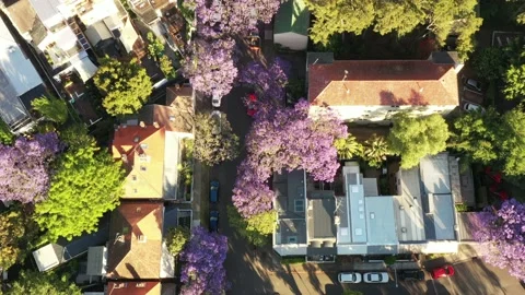 Over Blossoming Jacaranda trees aerial up to North Sydney CBD 4k. Stock Footage 164648121