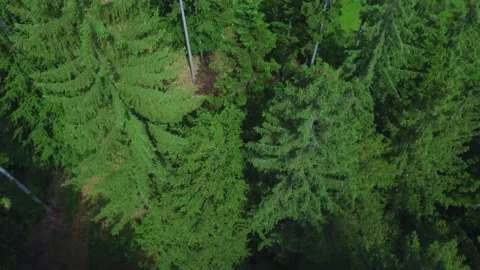 Over a bright green and healthy forest in the mountains with looking top down Stock Footage