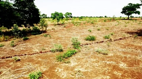 Over the bush, small green trees Stock Footage