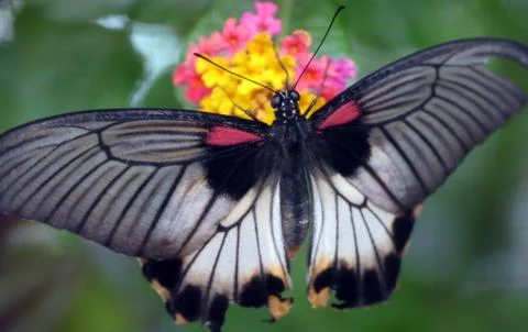 Over Butterfly Stock Photos