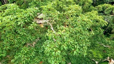 Over the canopy of a touristic lodge in the forest Stock Footage 80848977