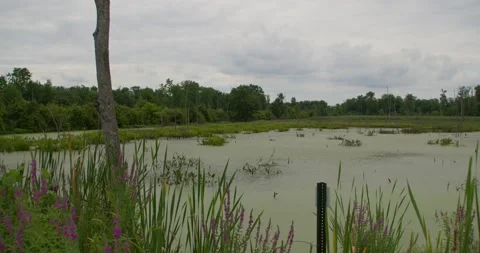 Over cast at the swamp  Stock Footage 202290728