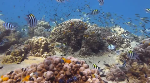 Over coral with fish Stock Footage 33101044