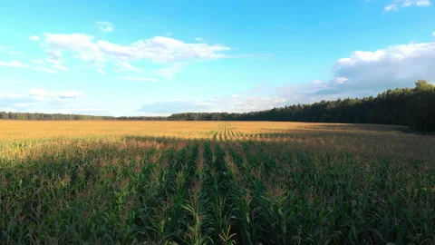 Up over the cornfield Stock Footage 138468301