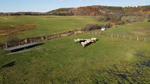 Over the cows and into the field 動画素材 141227845