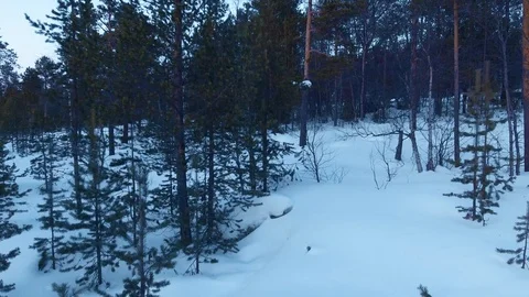 Over the crowns of winter pines Video stock 94652789