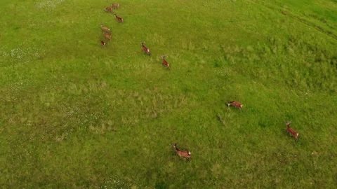 Over the Deers Stock Footage 214267296