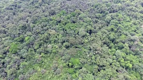 Over Djébalè island's forest and shore Stock Footage 80945542