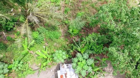 Over Djébalè island's forest Stock Footage 80945176
