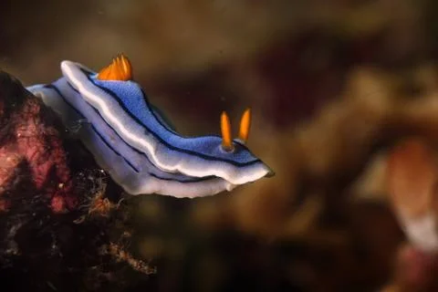 Over the Edge - Nudibranch Stock Photos
