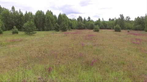 Over the field and pines Stock Footage 77490308