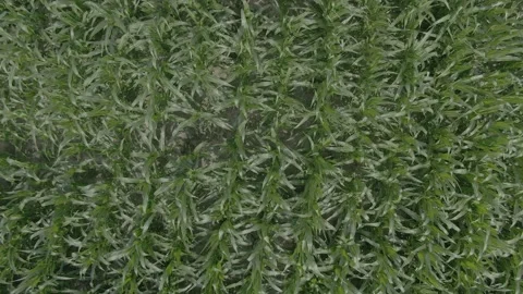 Over a field of corn Stock Footage 141743244
