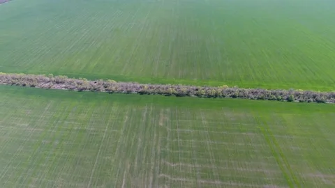 Over the fields a field of winter wheat crossing the planting woodland belt Video stock 161813117