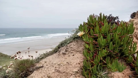 Over The Flowers Ocean View 4k Stock Footage 77253425