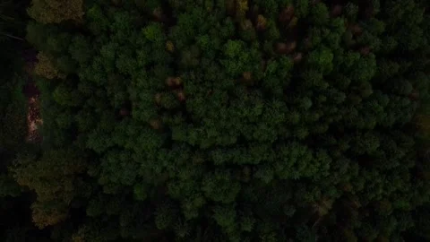 Over the Forest Stock Footage 251359605