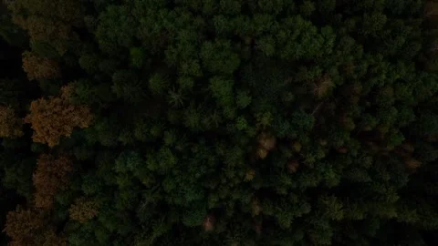 Over the Forest 스톡 동영상 251359651