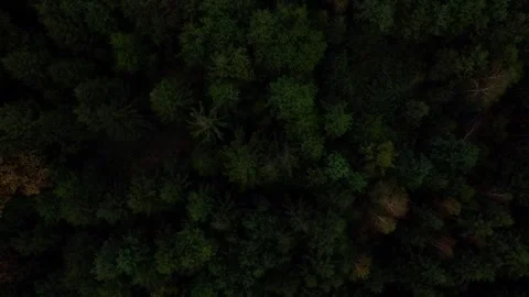 Over the Forest Stock Footage 251359658