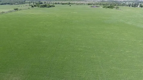 Оver the green field. Stock Footage 95992511