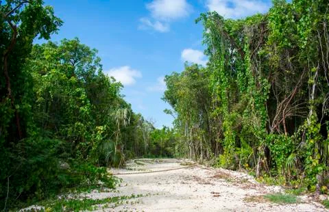 Over grown beach road Stock Photos