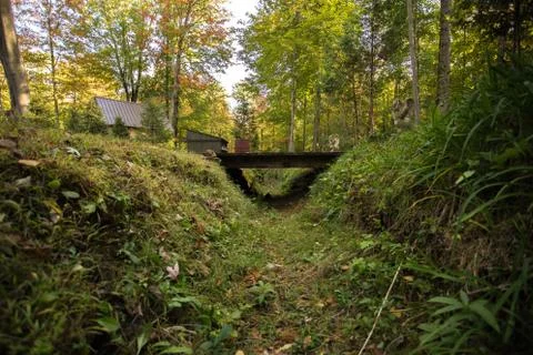 Over grown ditch. Stock Photos