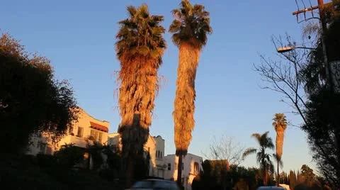 Over grown Palms Video stock 20446589