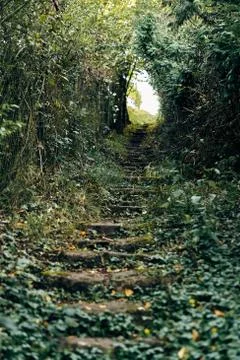 Over grown stair steps with leafs and nature on the staircase going uphill Stock Photos