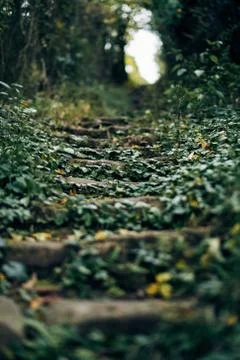 Over grown stair steps with leafs and nature on the staircase going uphill Stock Photos