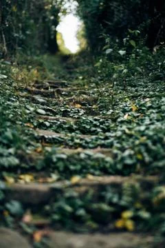 Over grown stair steps with leafs and nature on the staircase going uphill Stock Photos
