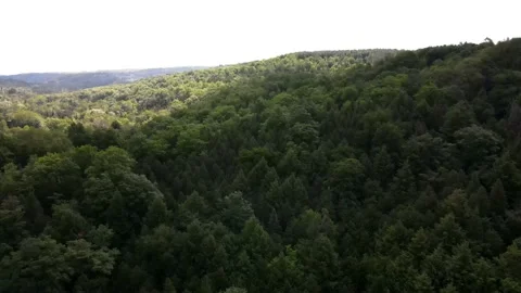 OVER HEAD VIEW OF FOREST AND HORIZON Stockbeeldmateriaal 133771478