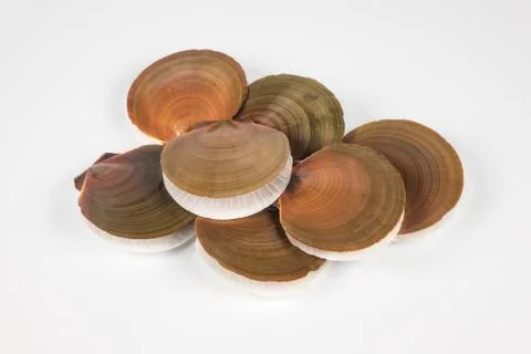 An over head view of scallop shells with scallops inside stacked together Stock Photos