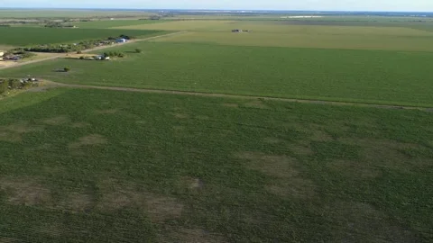 Over Late-Spring Crop Fields with Distant Homes – Aerial Agriculture Shot Video stock 309961033