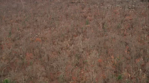 Over leafless forest, revealing Hartford, Connecticut in distance. Shot in Stock Footage 59168567