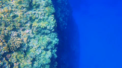 Over look at the bottom of the ocean with various corals and blue orange purple  Stock Footage 279144123
